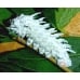Giant Atlas Moth Attacus atlas cocoons from Thailand
